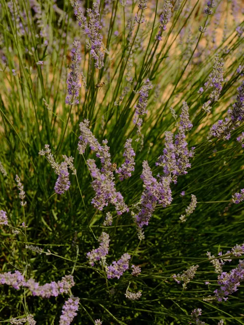 Lavender Phone Wallpaper · petals · 1440×1919