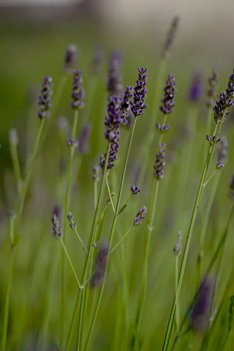 Lavender Phone Wallpaper · petals · 1440×2160