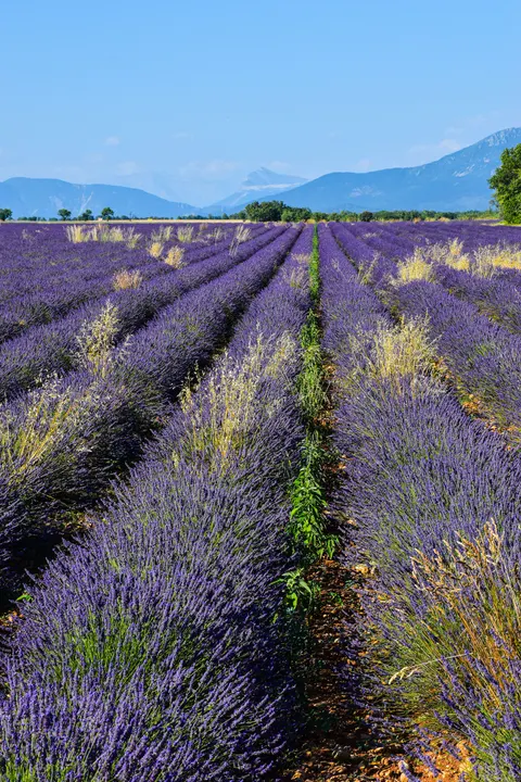 Lavendel Telefoon Achtergrond · petals · 1440×2160