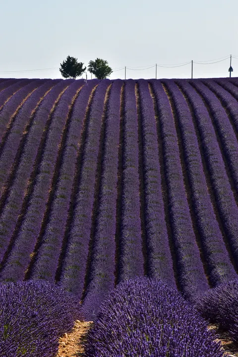 Bunga Lavender Wallpaper HP · petals · 1440×2160