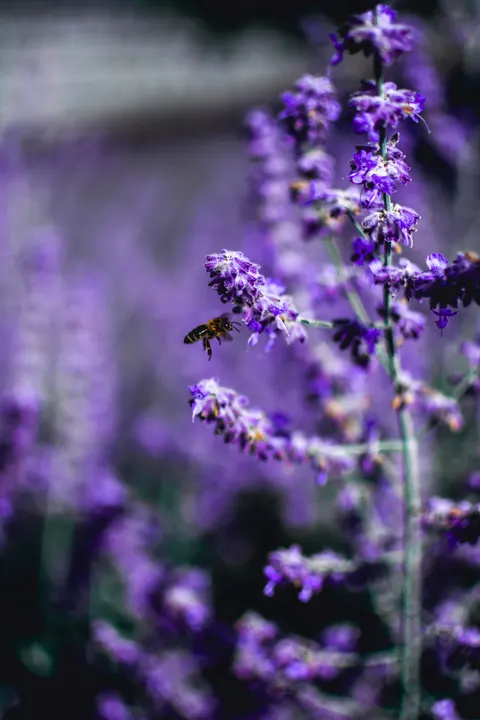 Lavender Phone Wallpaper · petals · 1440×2160
