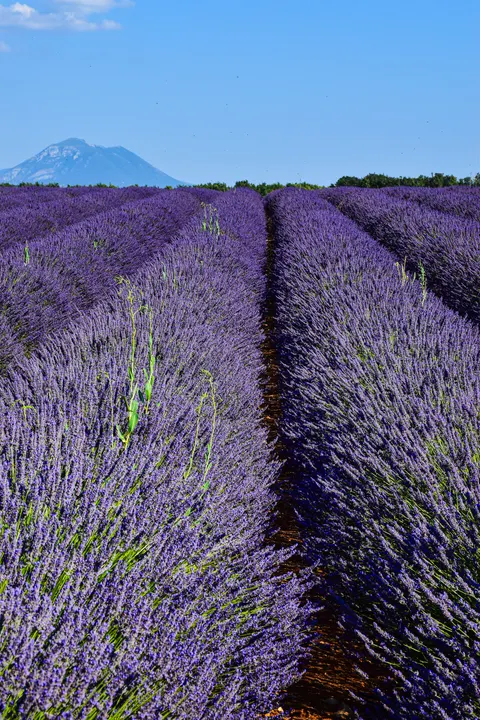 Lavender Phone Wallpaper · petals · 1440×2160