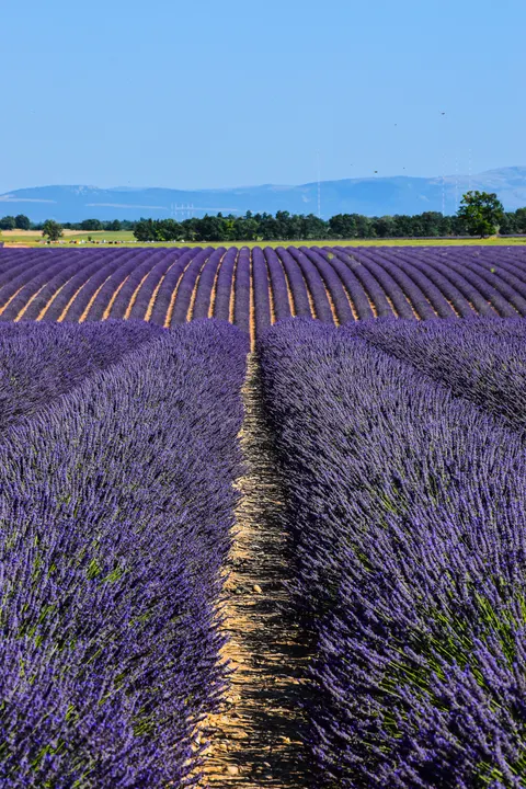 Fond d'écran mobile Lavande · petals · 1440×2160