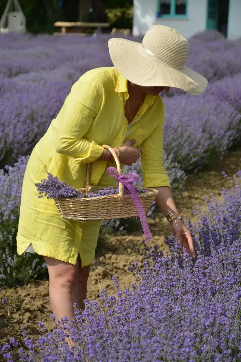 Lavender Phone Wallpaper · petals · 1440×2160