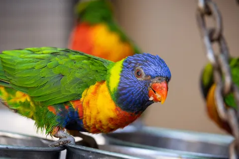 Tropischer Vogel 4K Hintergrundbild · animals · 3840×2561