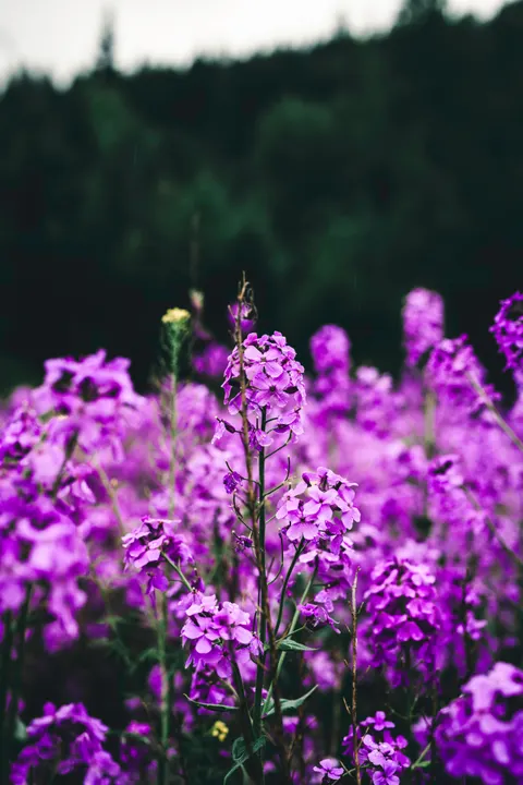 Lavender Phone Wallpaper · petals · 1440×2159