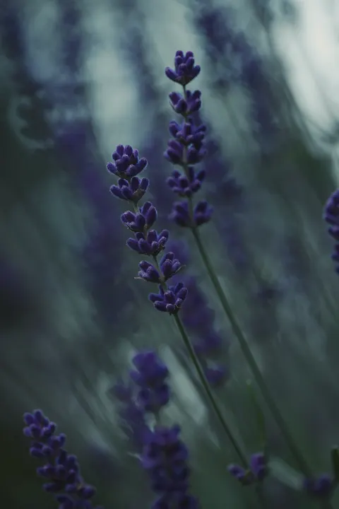 Лаванда обои для телефона · petals · 1440×2160