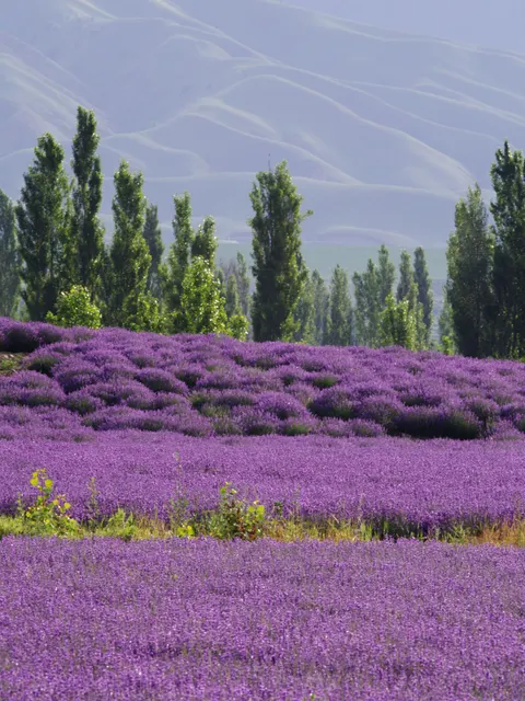 Lavender Phone Wallpaper · petals · 1440×1920