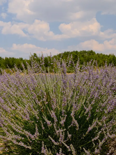 Lavender Phone Wallpaper · petals · 1440×1919