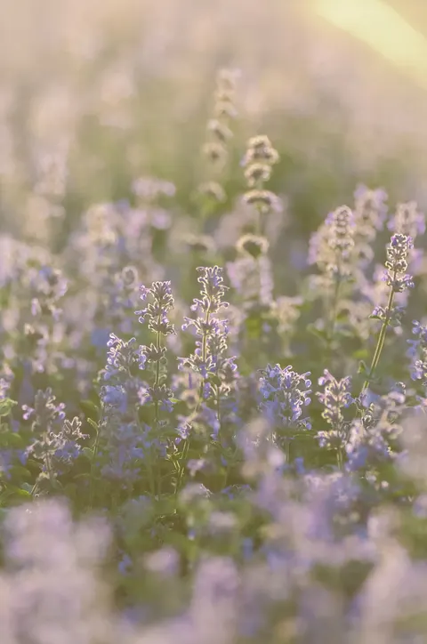 Lavender Phone Wallpaper · petals · 1440×2168