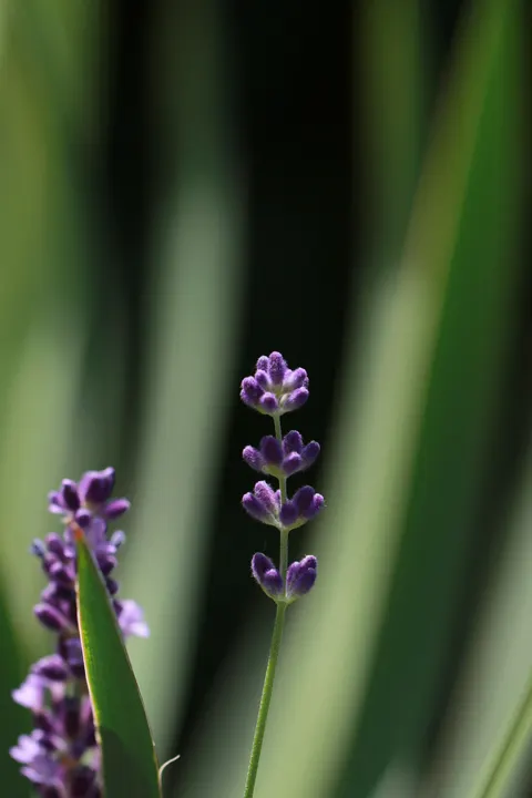 Lavender Phone Wallpaper · petals · 1440×2160