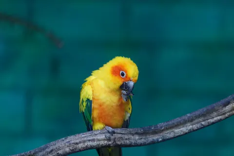 Fondo de pantalla Ave Tropical 4K · animals · 3840×2560