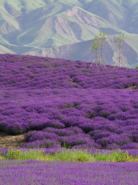 Lavender Phone Wallpaper · petals · 1440×1920