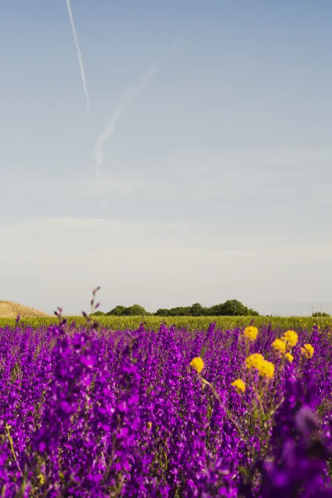 Lavender Phone Wallpaper · petals · 1440×2160