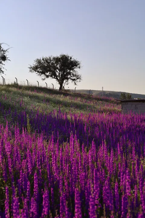 Lavender Phone Wallpaper · petals · 1440×2160