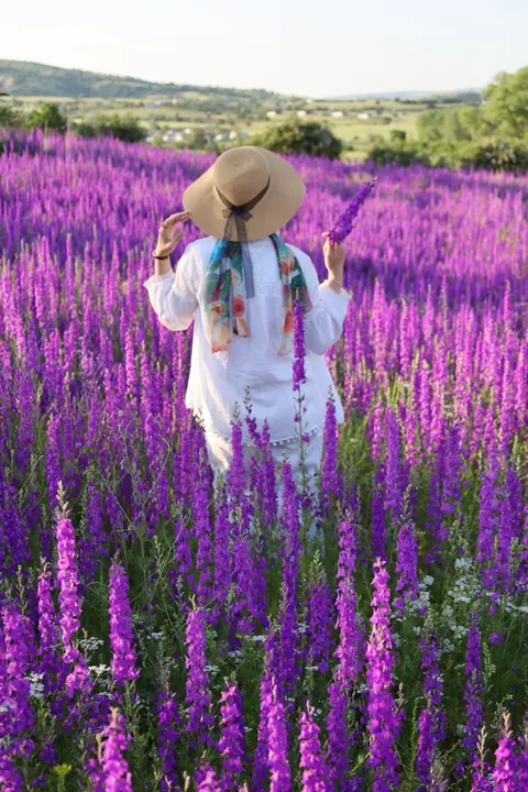 Lavender Phone Wallpaper · petals · 1440×2160
