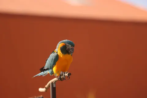 Tropical Bird 4K Wallpaper · animals · 3840×2561