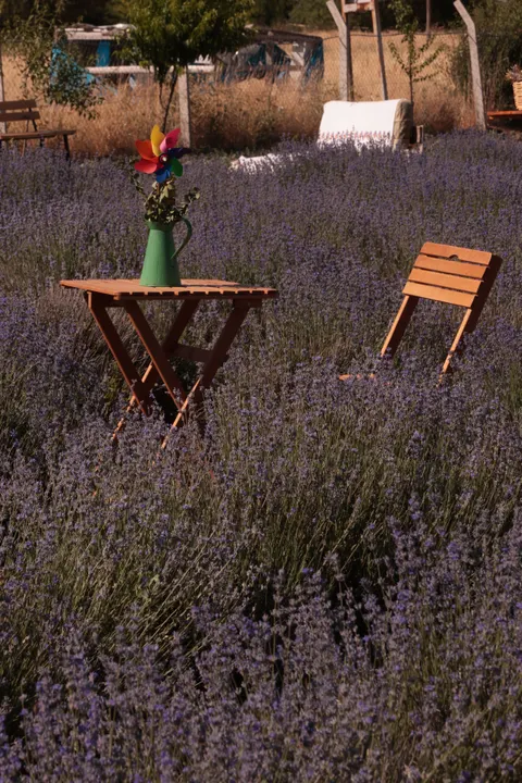 Lavender Phone Wallpaper · petals · 1440×2160