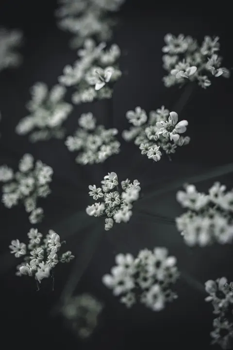 White Blooms Phone Wallpaper · petals · 1440×2160