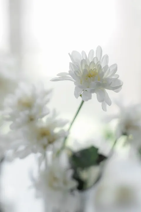 White Blooms Phone Wallpaper · petals · 1440×2160