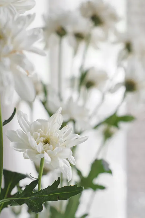 White Blooms Phone Wallpaper · petals · 1440×2160
