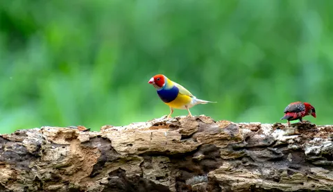 خلفية طائر استوائي بدقة 4K · animals · 3840×2214