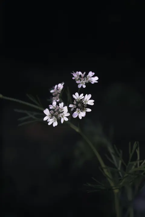White Blooms Phone Wallpaper · petals · 1440×2160