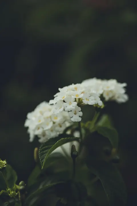 White Blooms Phone Wallpaper · petals · 1440×2160