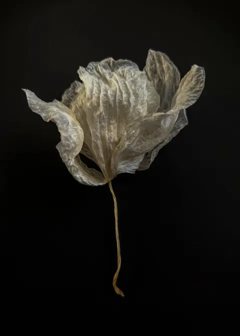 White Blooms Phone Wallpaper · petals · 1440×2016