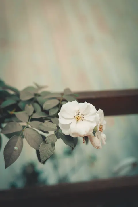 White Blooms Phone Wallpaper · petals · 1440×2160