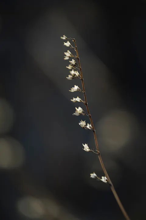 White Blooms Phone Wallpaper · petals · 1440×2166