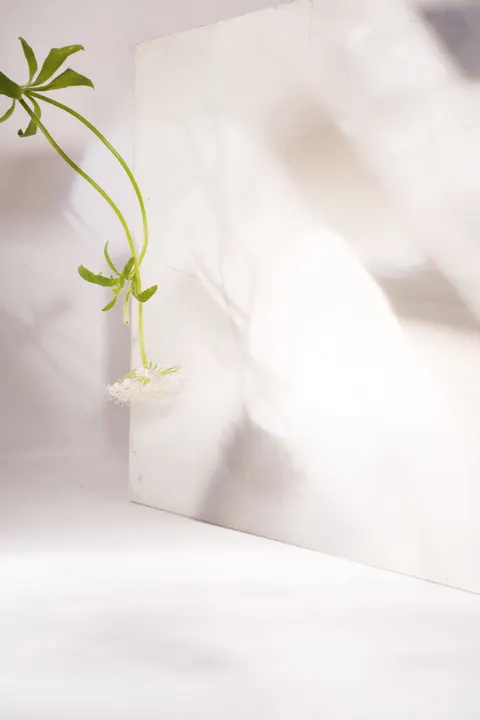 White Blooms Phone Wallpaper · petals · 1440×2159