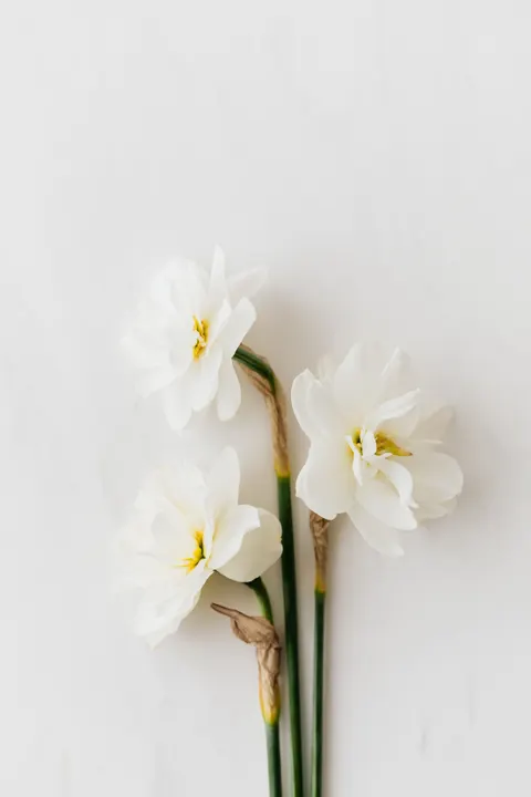 Białe kwiaty Tapeta na Telefon · petals · 1440×2160