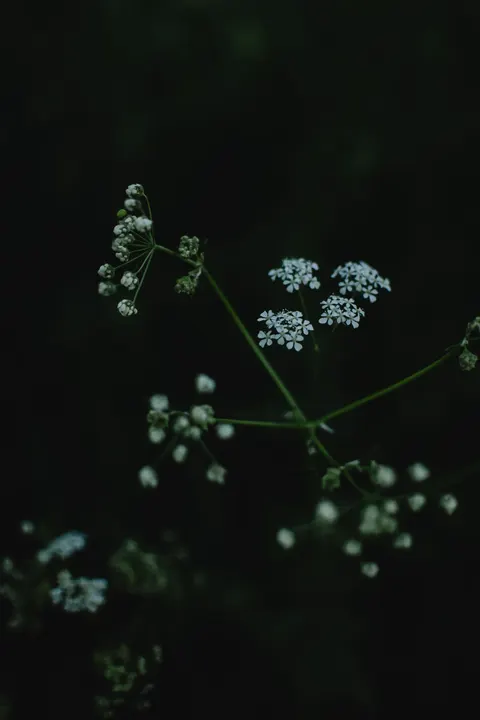 Fond d'écran mobile Fleurs Blanches · petals · 1440×2160