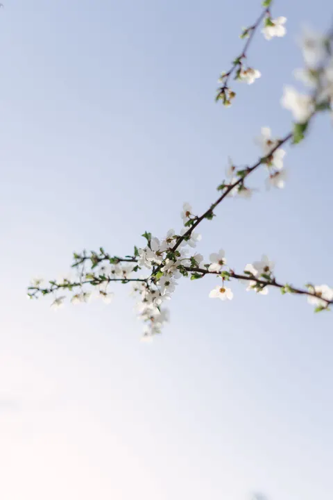 White Blooms Phone Wallpaper · petals · 1440×2160
