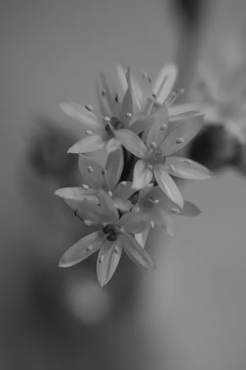 White Blooms Phone Wallpaper · petals · 1440×2160