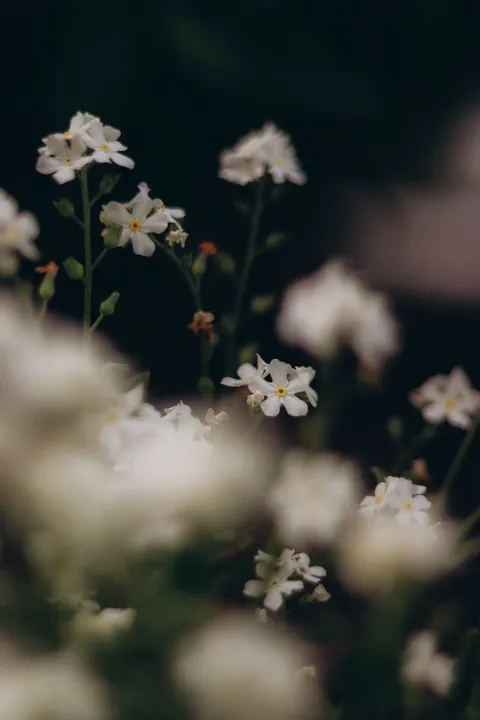 White Blooms Phone Wallpaper · petals · 1440×2160