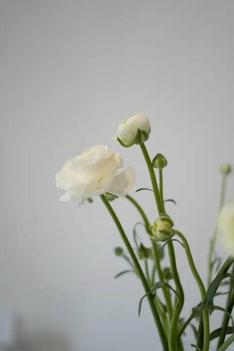 White Blooms Phone Wallpaper · petals · 1440×2160