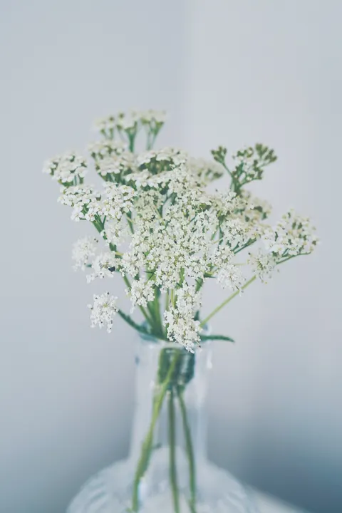 White Blooms Phone Wallpaper · petals · 1440×2160