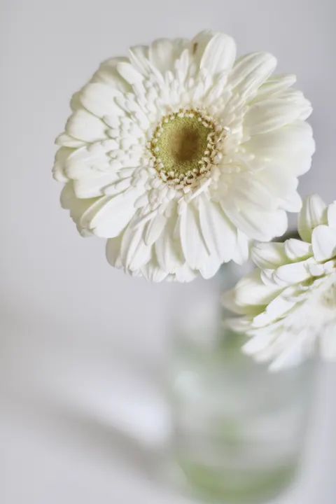 하얀 꽃송이 휴대폰 배경화면 · petals · 1440×2160