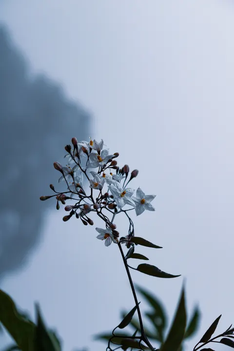 White Blooms Phone Wallpaper · petals · 1440×2160