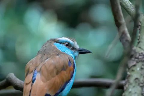 والپیپر پرنده استوایی با کیفیت 4K · animals · 3840×2563