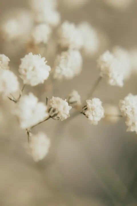 White Blooms Phone Wallpaper · petals · 1440×2160
