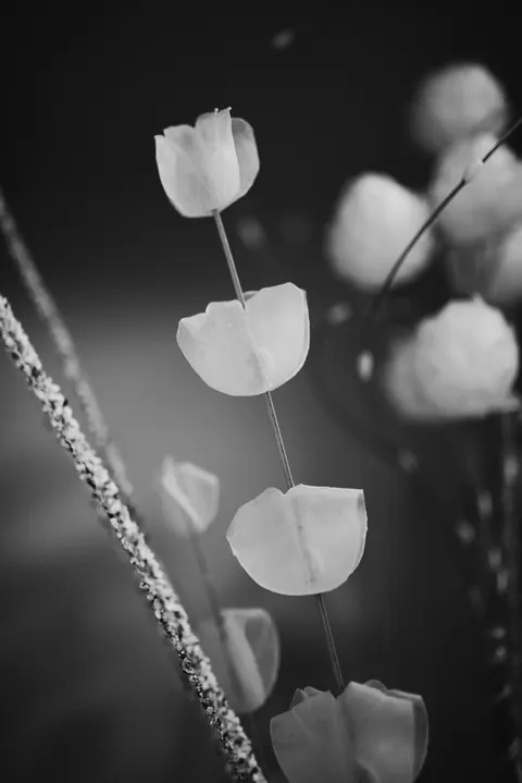 White Blooms Phone Wallpaper · petals · 1440×2157