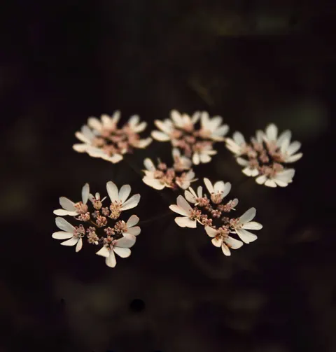 Fondo de Pantalla para Móvil Flores Blancas · petals · 1440×1511