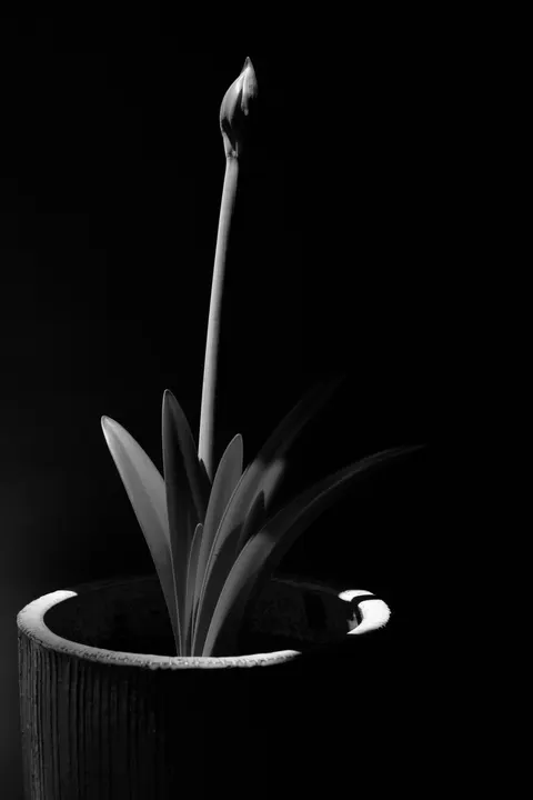 White Blooms Phone Wallpaper · petals · 1440×2160