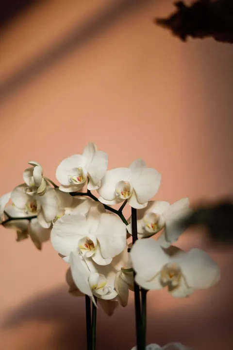 White Blooms Phone Wallpaper · petals · 1440×2160