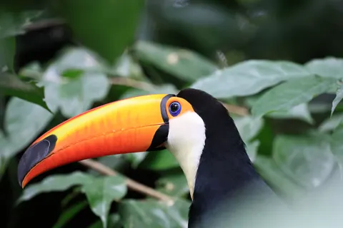 والپیپر پرنده استوایی با کیفیت 4K · animals · 3840×2560