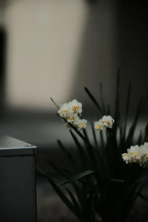 White Blooms Phone Wallpaper · petals · 1440×2160