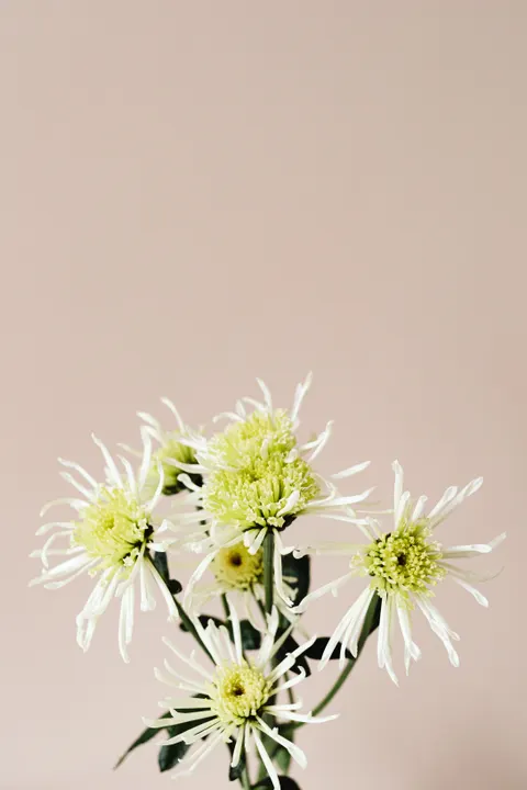 White Blooms Phone Wallpaper · petals · 1440×2160